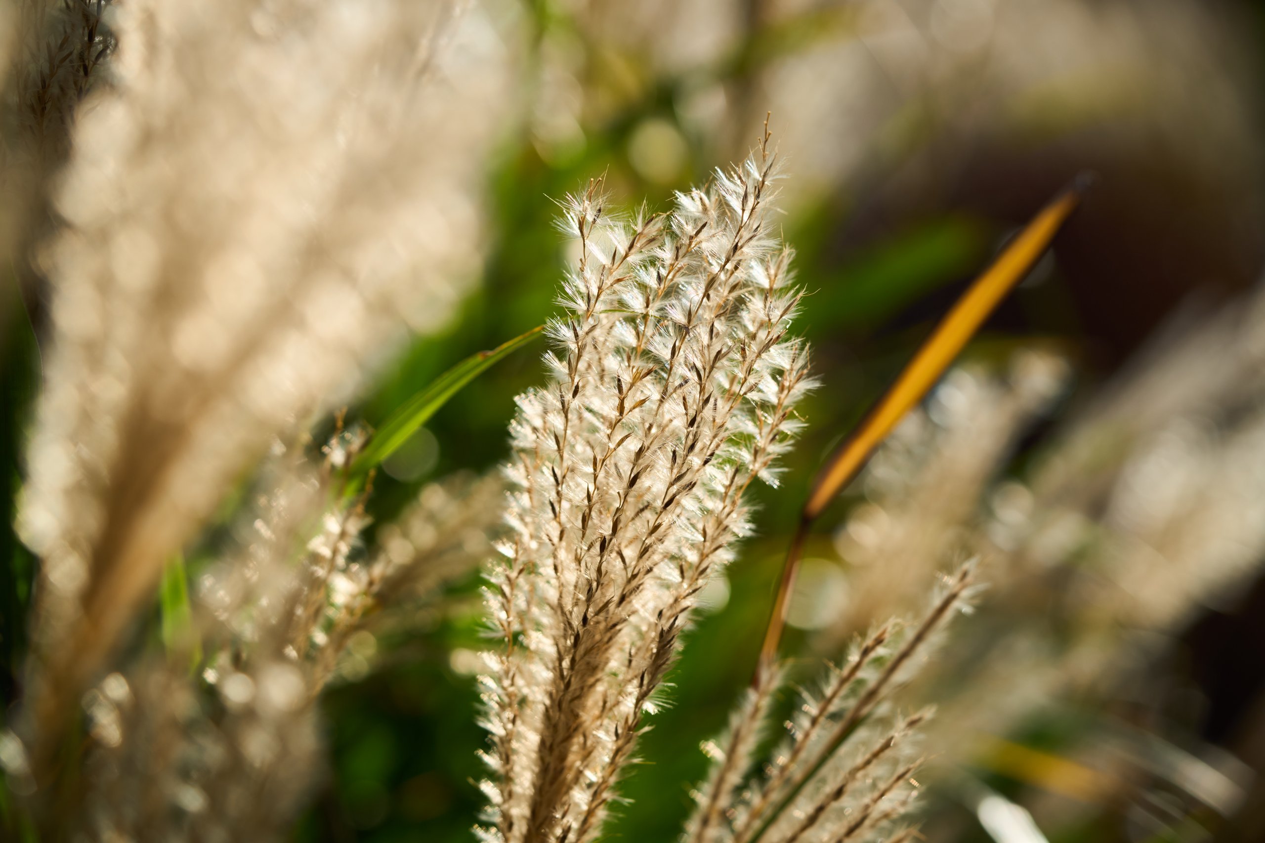 2025 11 02 Gruga 0065